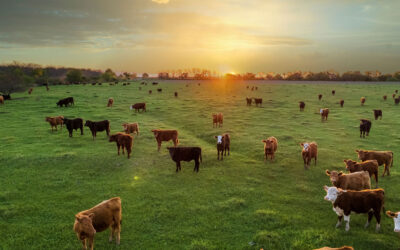 Pasteurizadora Quito impulsa una ganadería responsable con el ambiente a través de la instalación de biodigestoresMaquinaria agrícola. La tecnología, un insumo para profesionalizar a la ganadería